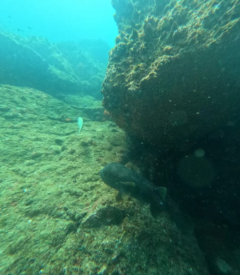 Large pufferfish swimming near underwater rock formations