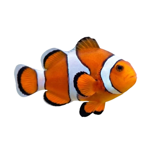 Tropical Fish